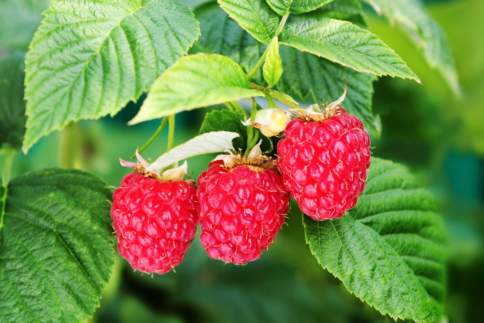 framboise-rouge-avec-ses-feuilles-vertes