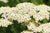 fleurs-blanches-achillee-millefeuille