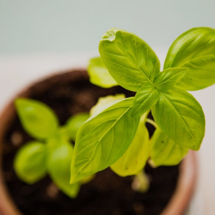 plante-verte-dans-un-pot-rempli-de-terre